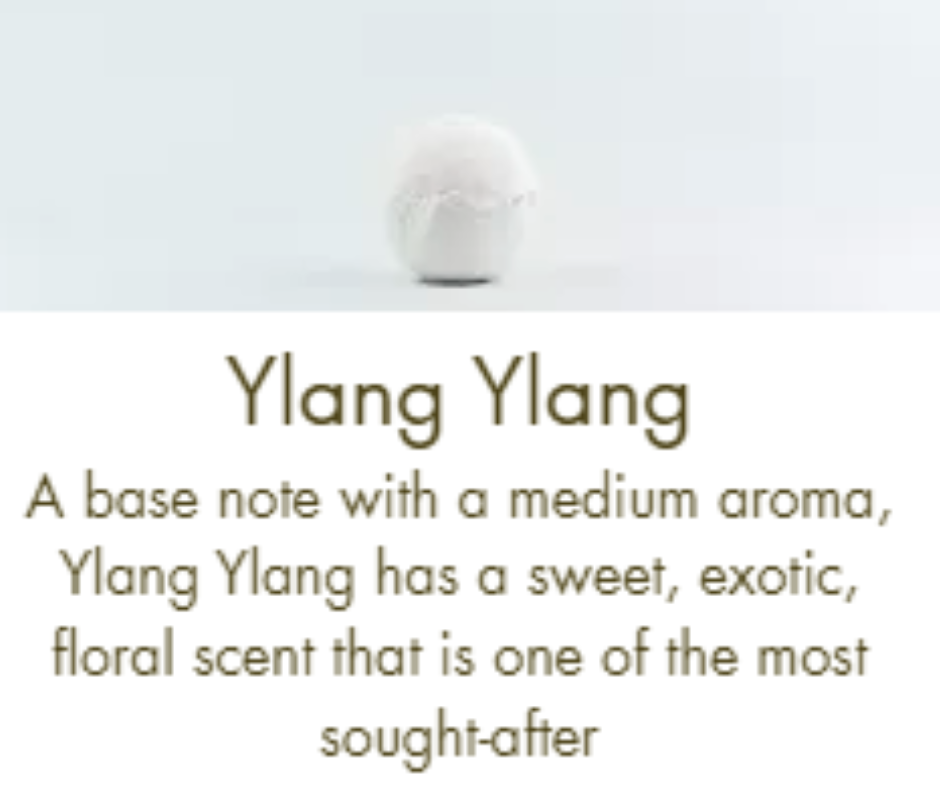 Pure Essential Oils (Box of 1)